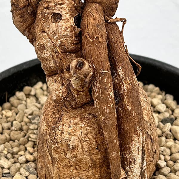 ユーフォルビア：ブルアナ　6号鉢植え