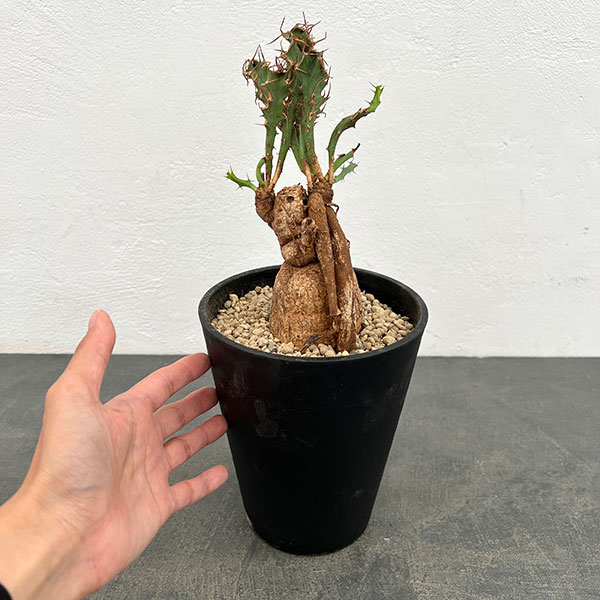 ユーフォルビア：ブルアナ　6号鉢植え