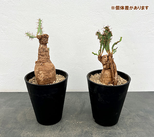 ユーフォルビア：ブルアナ　6号鉢植え