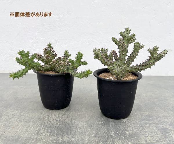 エディスコレア:グランディス 3号鉢植え