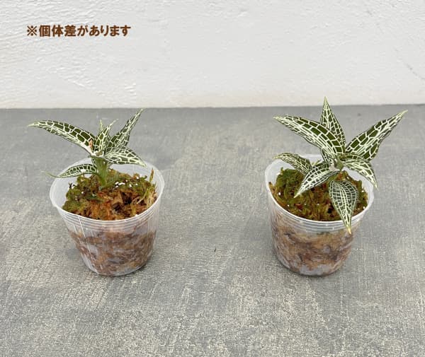 アネクトキルス:グッディエラ ヒスピダ 2号ポット