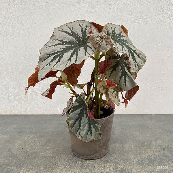 ベゴニア:ルッキンググラス 4鉢植え