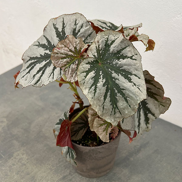 ベゴニア:ルッキンググラス 4鉢植え