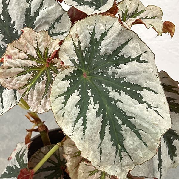 ベゴニア:ルッキンググラス 4鉢植え