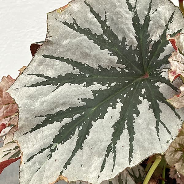 ベゴニア:ルッキンググラス 4鉢植え
