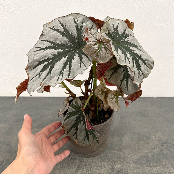 ベゴニア:ルッキンググラス 4鉢植え
