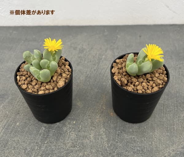 コノフィツム:伏見城 2.5号ポット