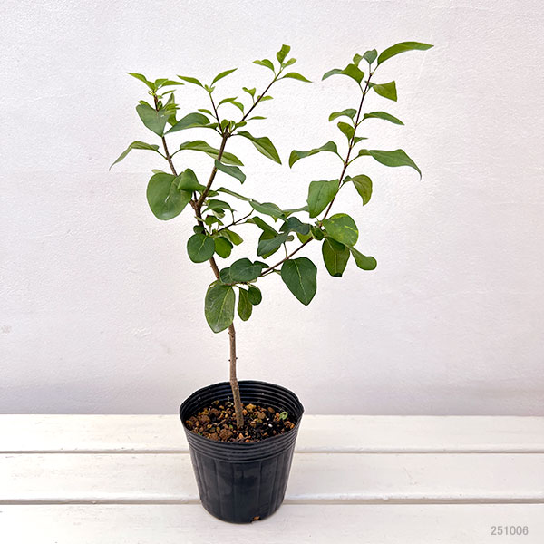 ヒメライラック:ライラックサンデー4号ポット*