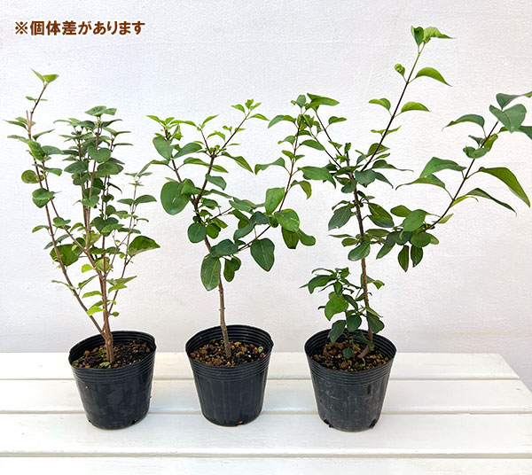 ヒメライラック:ライラックサンデー4号ポット*