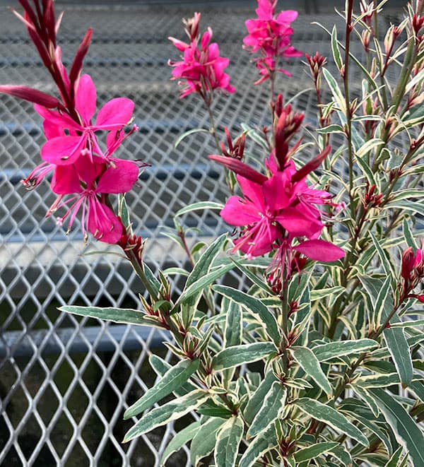 ガウラ （白蝶草）：フィリーマジック3.5号ポット