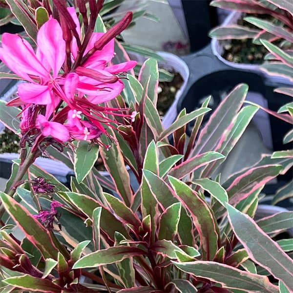 ガウラ （白蝶草）：フィリーマジック3.5号ポット