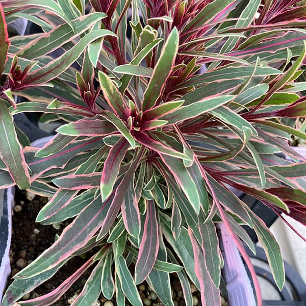 ガウラ （白蝶草）：フィリーマジック3.5号ポット