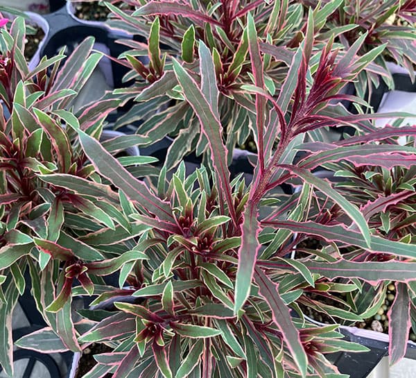 ガウラ （白蝶草）：フィリーマジック3.5号ポット