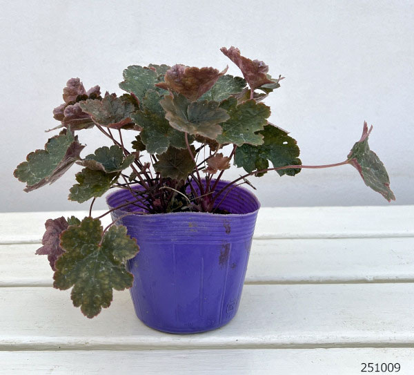 ヒューケラ:レイチェル3.5号ポット