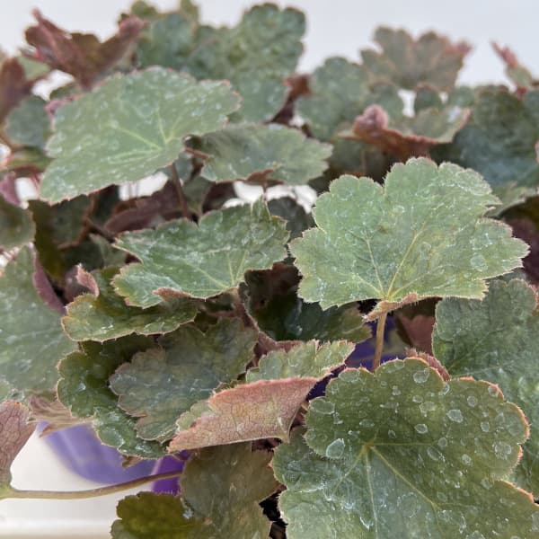 ヒューケラ:レイチェル3.5号ポット