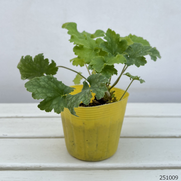 ヒューケラ：キーライムパイ3.5号ポット