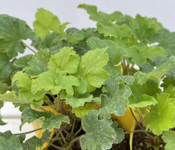 ヒューケラ：キーライムパイ3.5号ポット