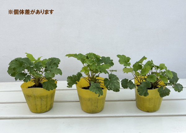 ヒューケラ：キーライムパイ3.5号ポット