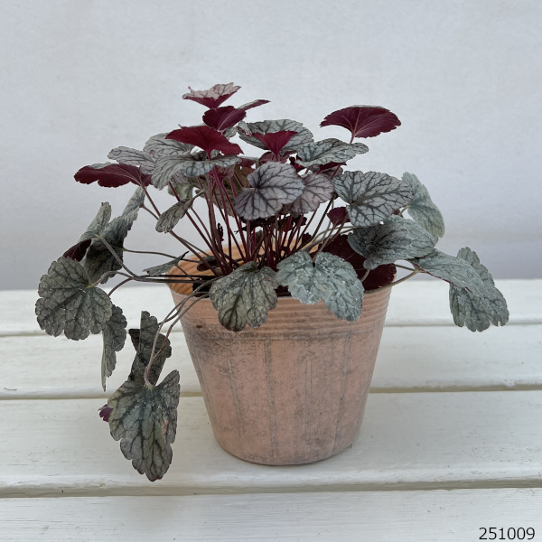 ヒューケラ:プリンス・オブ・シルバー3.5号ポット