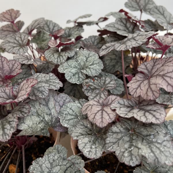 ヒューケラ:プリンス・オブ・シルバー3.5号ポット