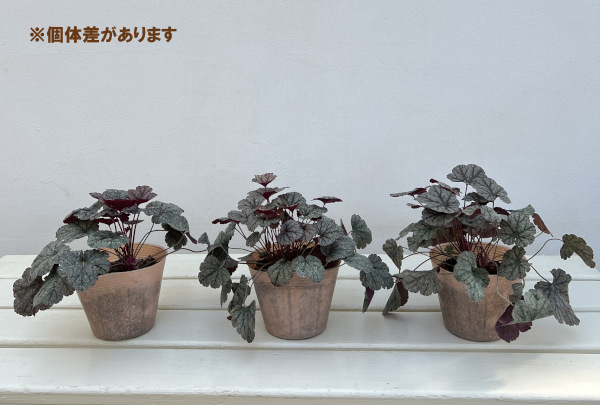 ヒューケラ:プリンス・オブ・シルバー3.5号ポット