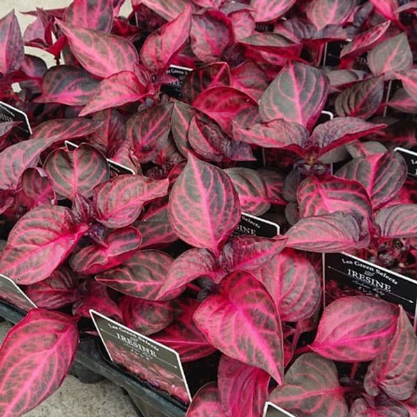 イレシネ:ハーブスティー 3.5号ポット