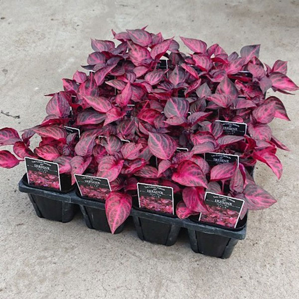 イレシネ:ハーブスティー 3.5号ポット