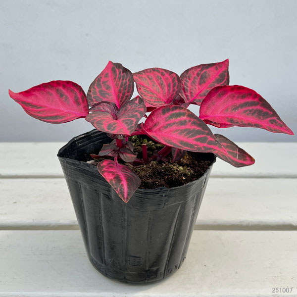 イレシネ:ハーブスティー 3.5号ポット