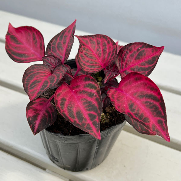 イレシネ:ハーブスティー 3.5号ポット