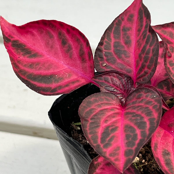 イレシネ:ハーブスティー 3.5号ポット