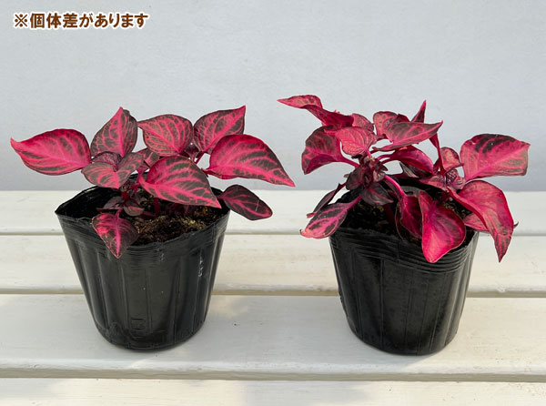 イレシネ:ハーブスティー 3.5号ポット