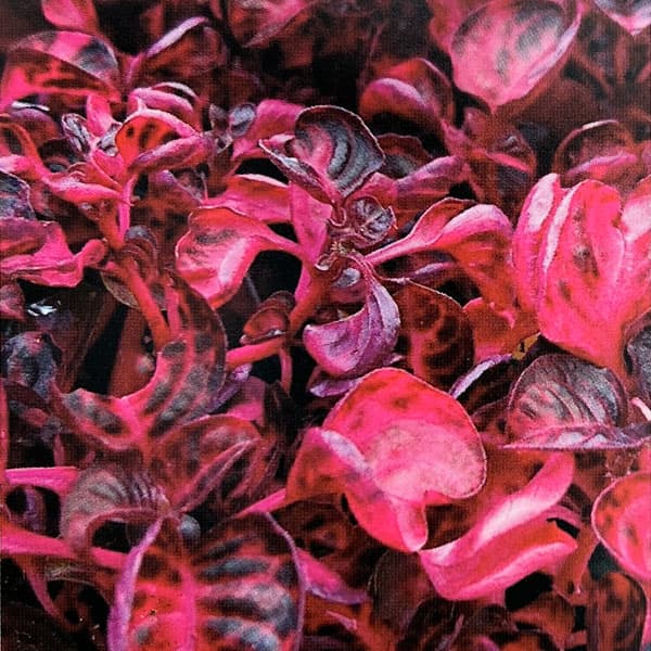 イレシネ:ハーブスティー 3.5号ポット