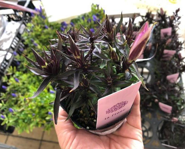 リンドウ:セシルピンク3号ポット