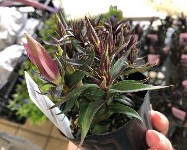 リンドウ:セシルピンク3号ポット