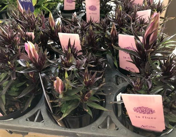 リンドウ:セシルピンク3号ポット