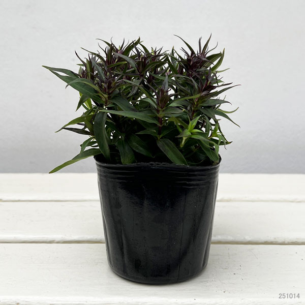 リンドウ:セシルピンク3号ポット