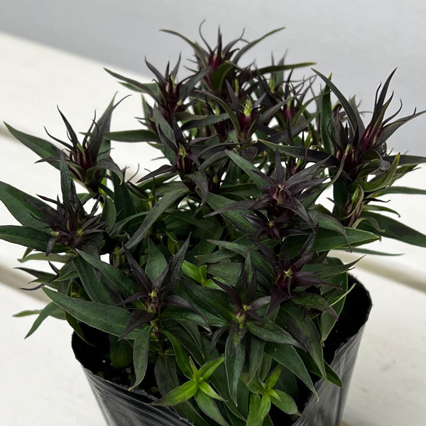 リンドウ:セシルピンク3号ポット