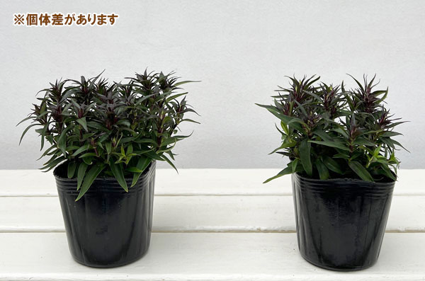 リンドウ:セシルピンク3号ポット