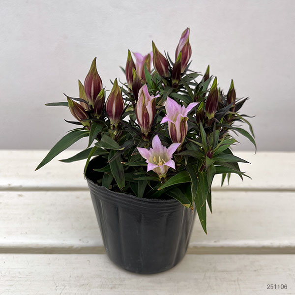 [送料無料]リンドウ：セシルピンク3号ポット 12株セット