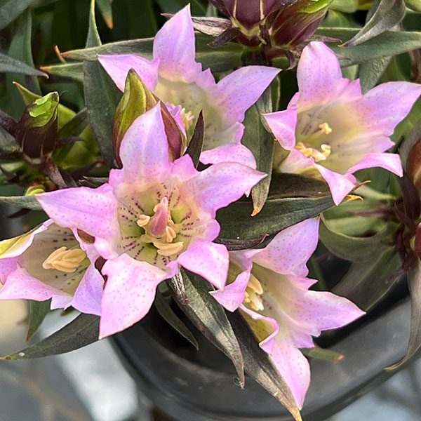 [送料無料]リンドウ：セシルピンク3号ポット 12株セット