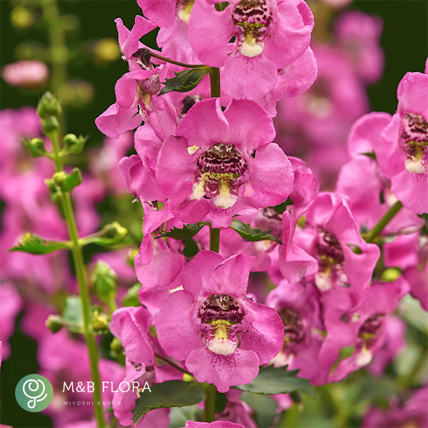 [26年5月中下旬予約]アンゲロニア：巨大輪 ガーディアンエンジェル ピンク3.5号ポット