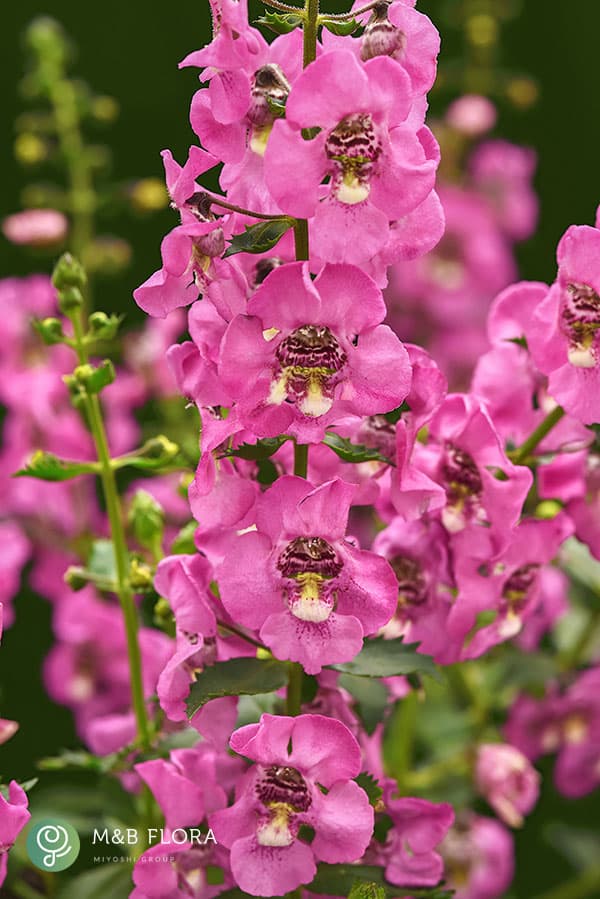 [26年5月中下旬予約]アンゲロニア：巨大輪 ガーディアンエンジェル ピンク3.5号ポット