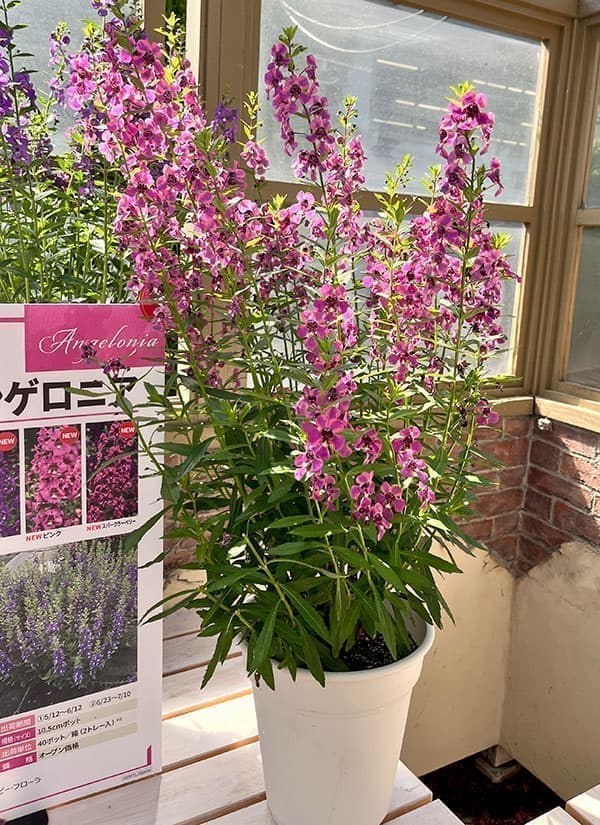 [26年5月中下旬予約]アンゲロニア：巨大輪 ガーディアンエンジェル ピンク3.5号ポット