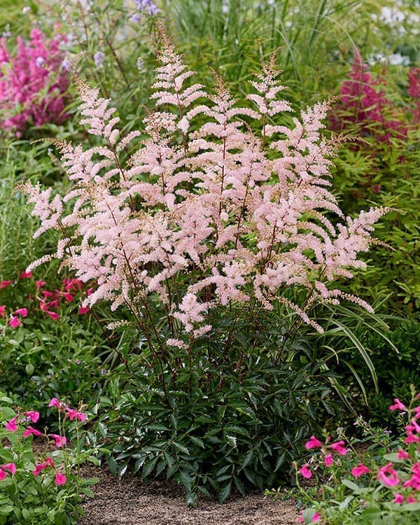 アスチルベ:プリティインピンク6号ポット