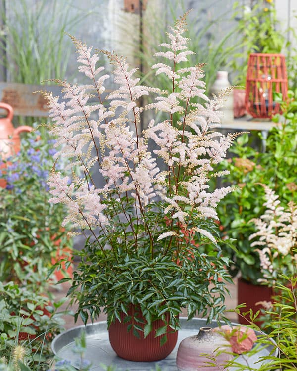 アスチルベ:プリティインピンク6号ポット