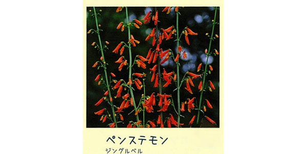 ペンステモン：ジングルベル3号ポット