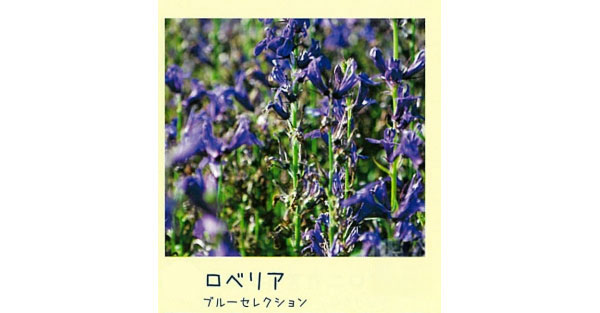 ロべリア：ブルーセレクション3号ポット