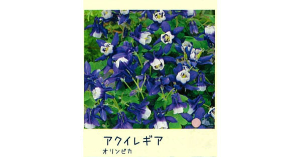 オダマキ：オリンピカ3.5号ポット