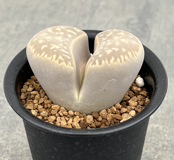 リトープス:繭形玉(まゆがたぎょく)2.5号鉢植え*