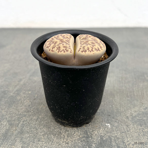 リトープス:石榴玉 2.5号鉢植え*